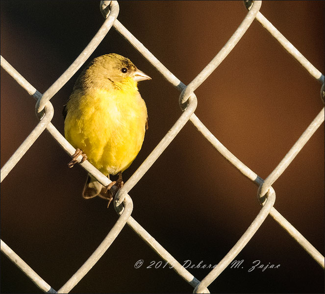 Goldfinch Profile