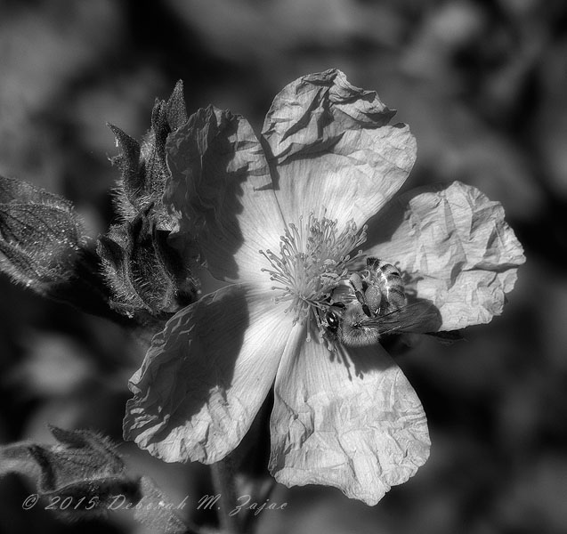 MM2-7  Wild Rose and Bee