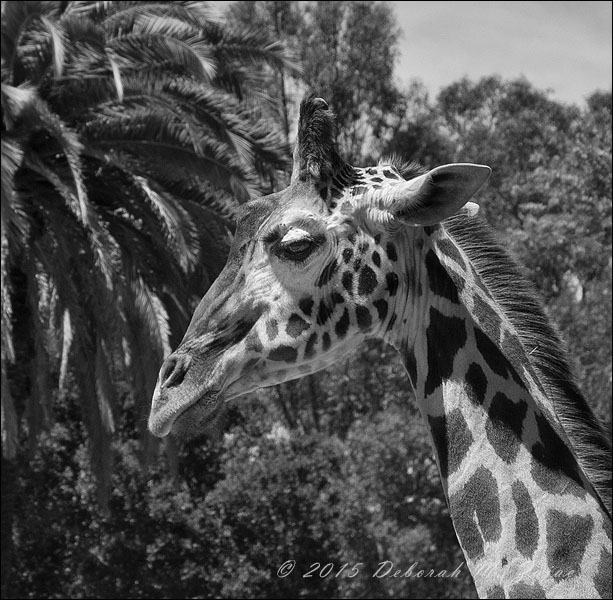 MM2:8 Reticulated Giraffe