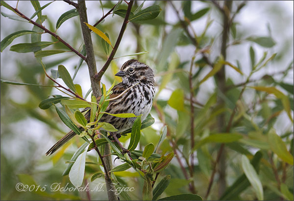 Golden Crown Sparrow