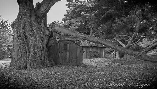 MM2-11 Whaler's Cabin Point Lobos State Park