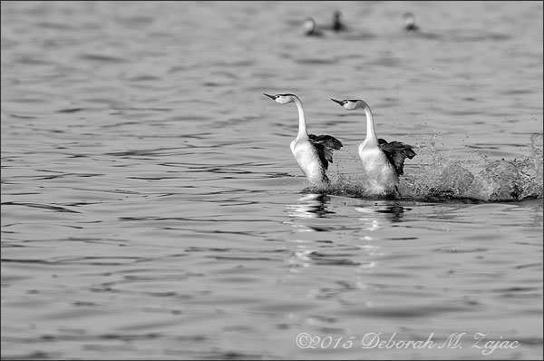 Monochrome Madness 2/12-Clark's Grebes Courtship Dance