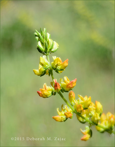 P52 18 of 52- Yellow Lupine