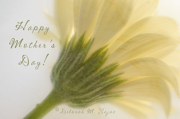 P52 19 of 52 Happy Mother's Day!