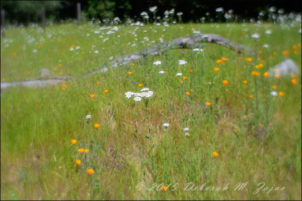 Yarrow in the Meadow