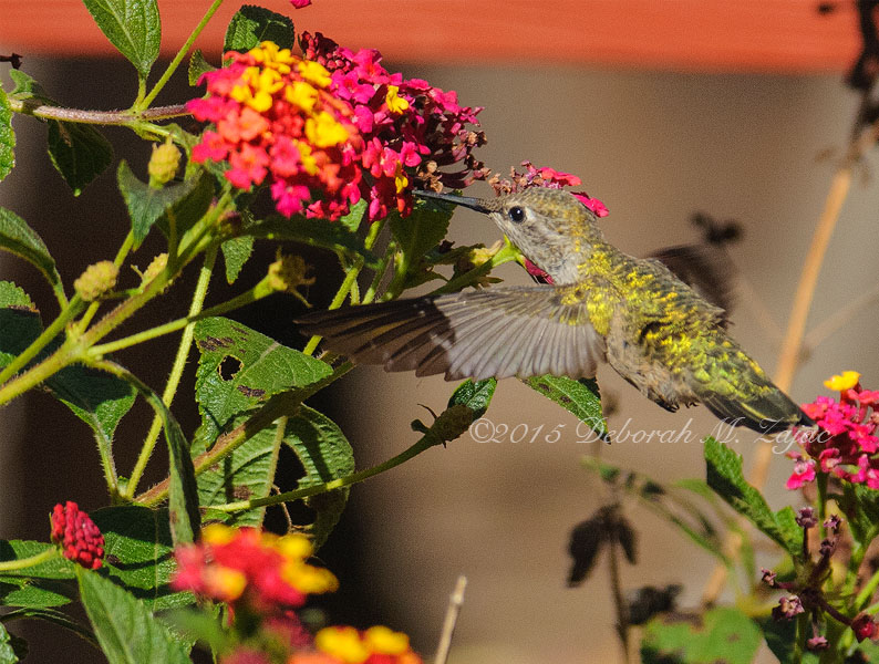 Anna's Hummingbird Female
