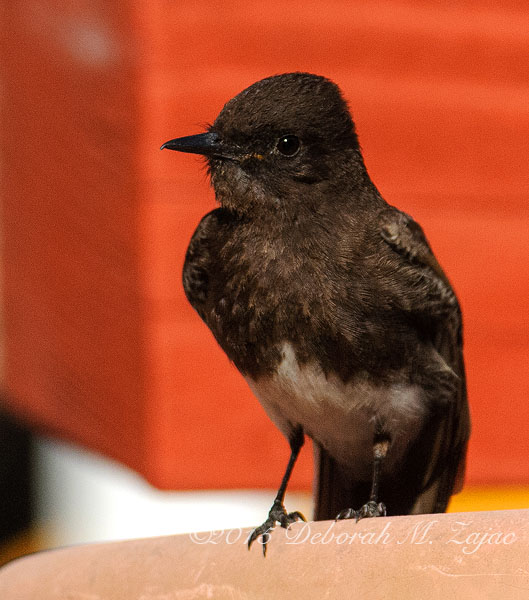 Black Phoebe Adult