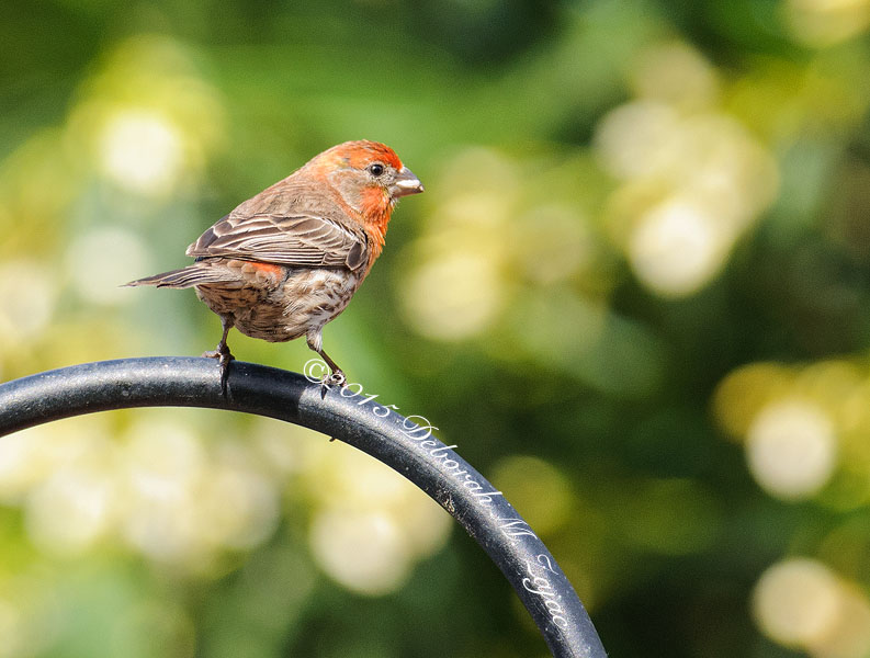 House Finch