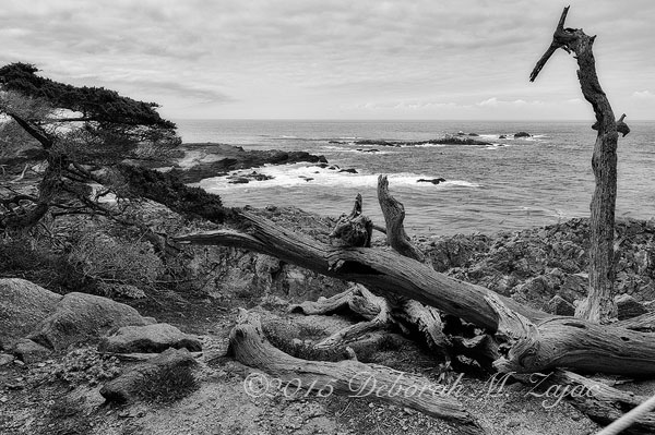 Monochrome Madness 2 14/52  Monterey Bay