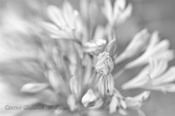 Monochrome Madness 2 15 of 52 On the Verge of Blossoming