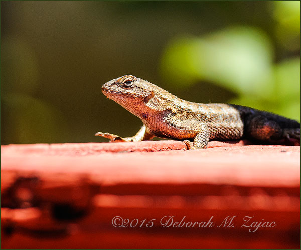 P52 23 of 52 Lizard