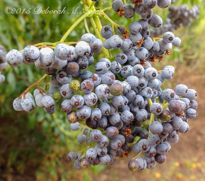 Mexican Elderberry 