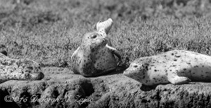  I spent the morning with several friends out in Elkhorn Slough photographing wildlife from a Pontoon Boat. It was good to hang out with my friends, and get out on the slough.  These young Harbor Seals were enjoying the beautiful sunny morning on the warm mud bank. Nikon D300s| AF-S Nikkor 300mm| Hand-Held| CS6 & Silver Efex Pro 2