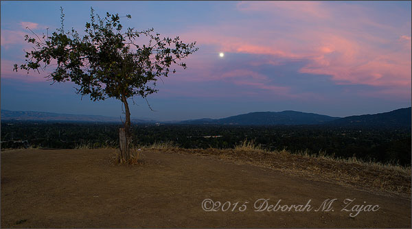 Moonrise from the Lonely Tree