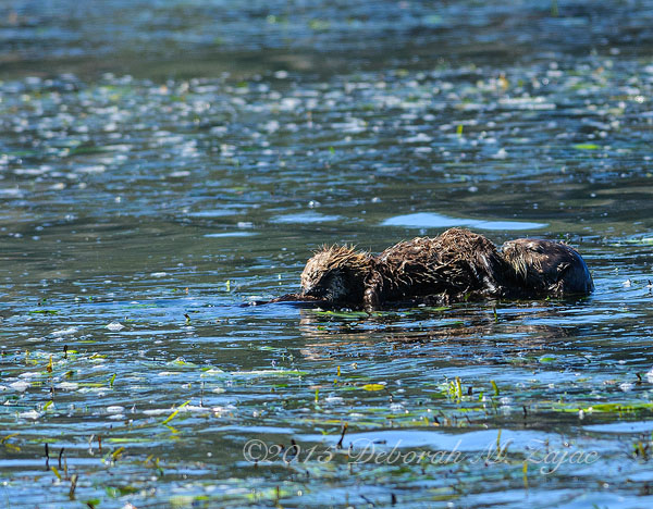 Mom Sea Otter and Nursing Pup