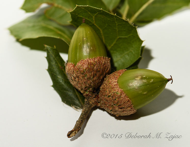 P52 27 of 52 Treasures from the Trail