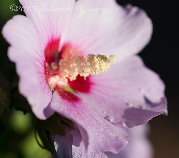 P52 30 of 52 Hibiscus
