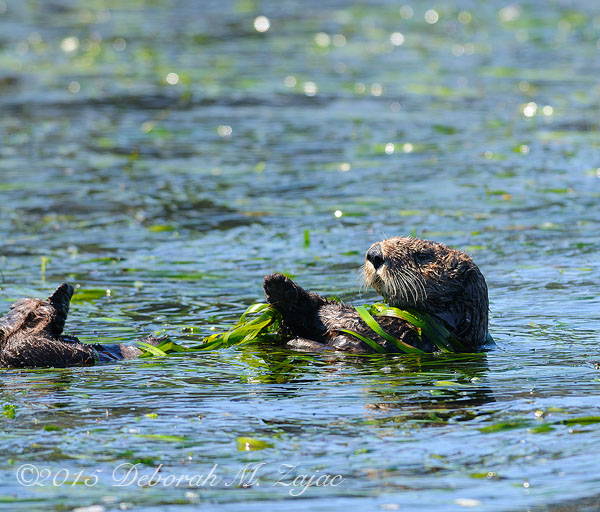 Sea Otter Wrapped in Sea Grass_0561