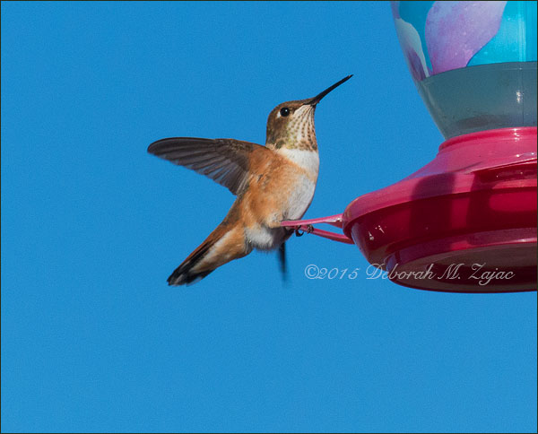 P52 34 of 52  Rufous Hummingbird-Female