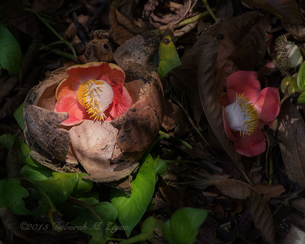 Canonball Tree -Couroupita guianensis