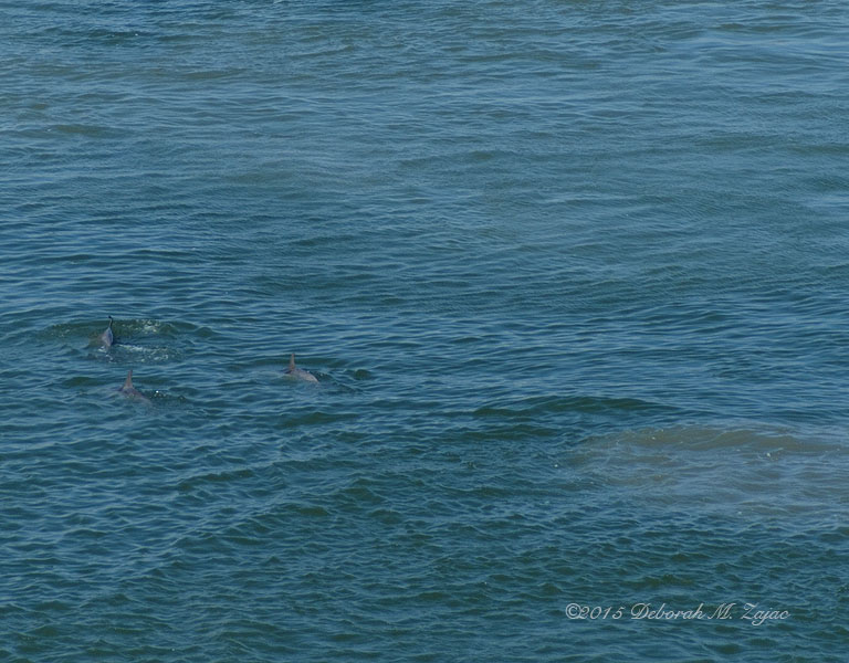 Dolphins Feeding in the Channel Galveston TX