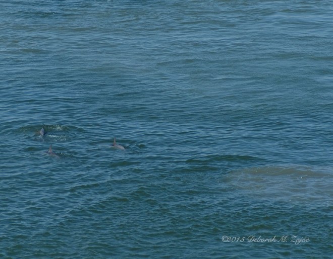 Dolphins Feeding in the Channel Galveston TX