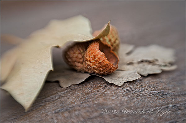 P52 37 of 52 Acorn Caps and Oak Leaves
