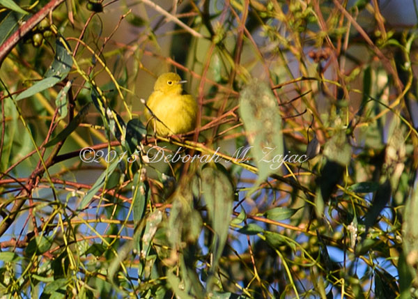 Yellow Warbler
