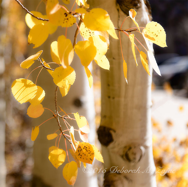 Aspen Leaves