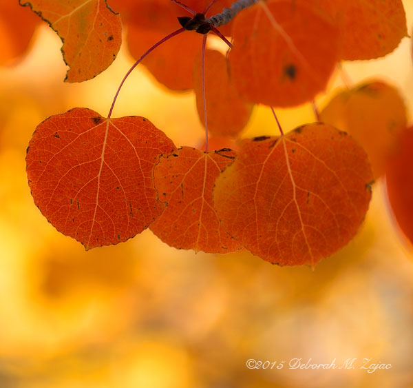 P52 41 of 52 Aspen Leaves in Fall