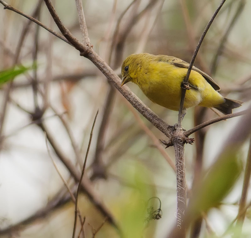 Yellow Warbler Male Winter