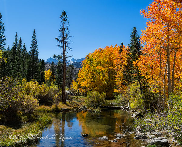 Fall Color in the Eastern Sierras