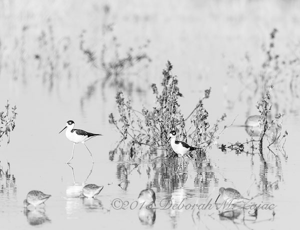 MM2  34 of 52 Black Necked Stilts and Long Billed Dowagers
