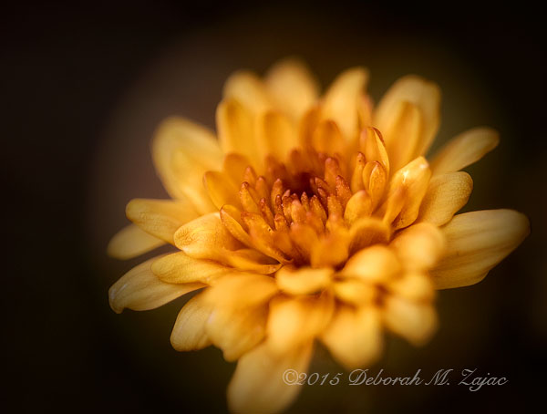 P52 46 of 52 Chrysanthemum _5130