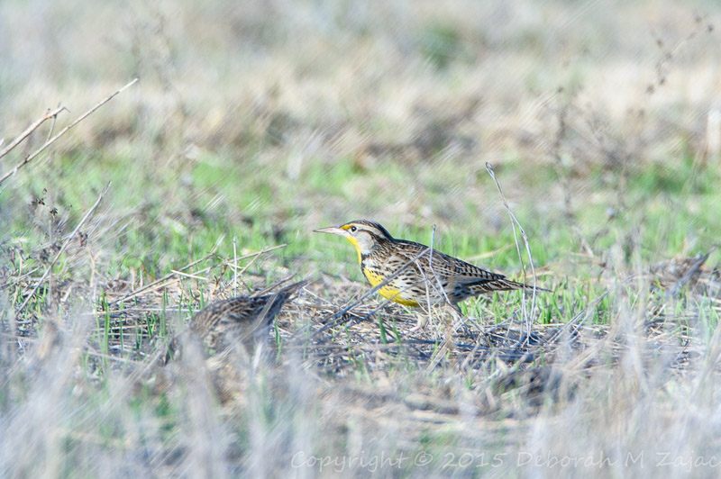 P52 48 of 52 Meadow Lark_4898