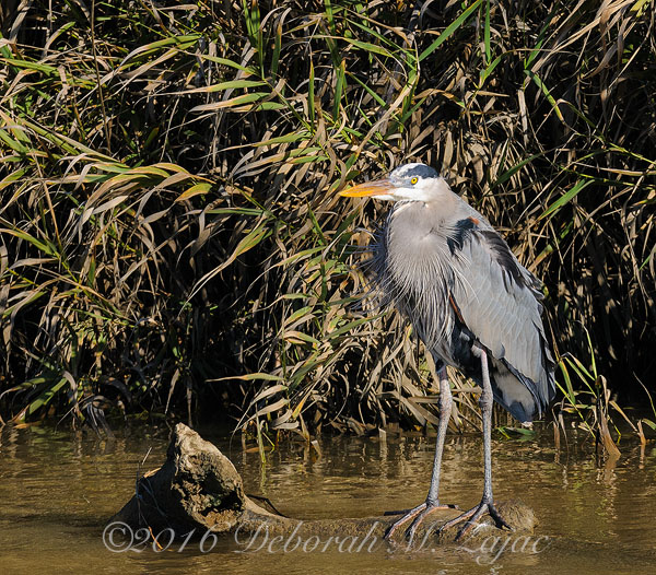 Blue Heron