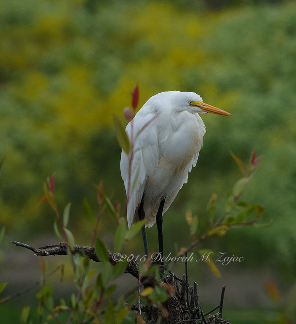Great Egret