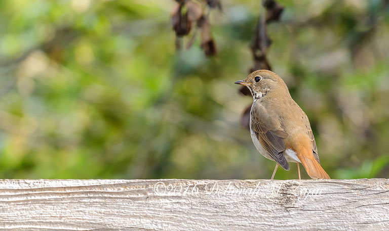 Hermit Thrush I think