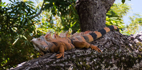 Iguana Male Honduras