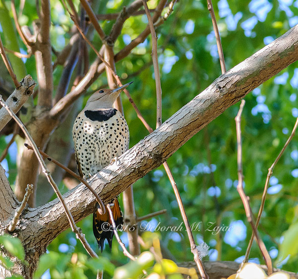 Northern Flicker