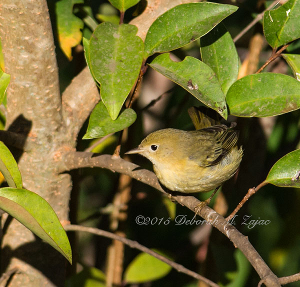 Orange Crowned Warbler