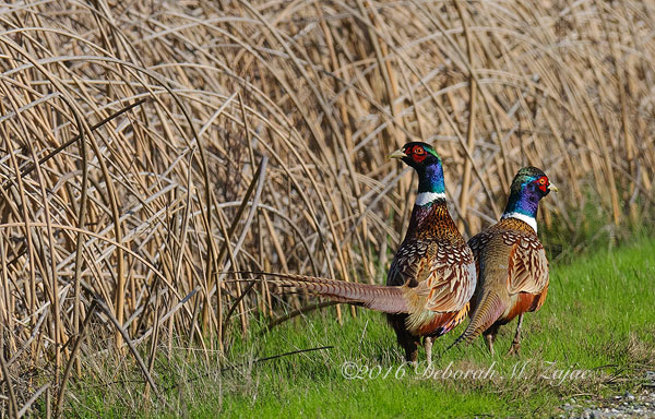 Ring-necked Pheasants