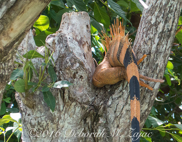 Tail of Iguana Male