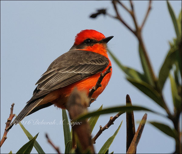 Vermilion Flycatcher-Male