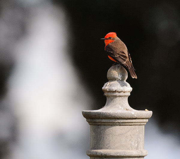 Vermillion Flycatcher