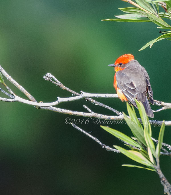 Vermilion Flycatcher-Male