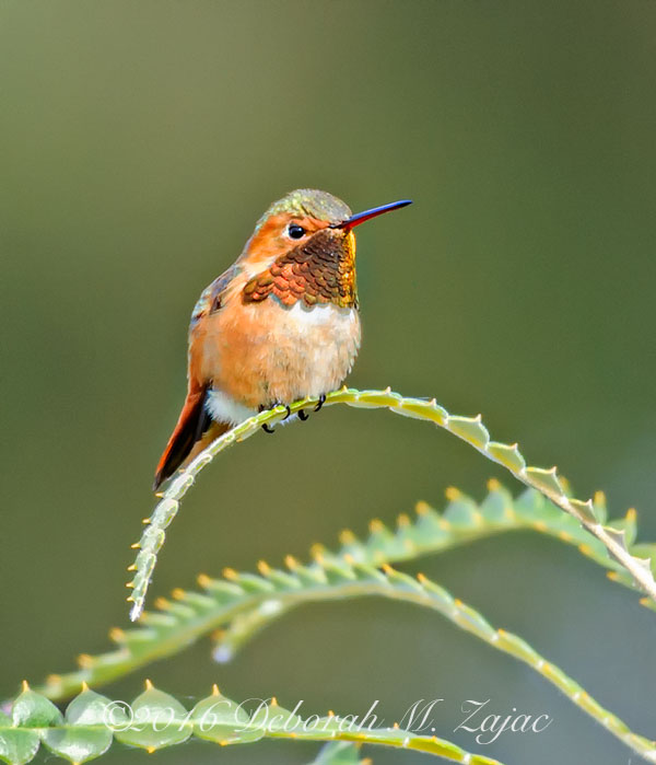 Allen's Hummingbird Male