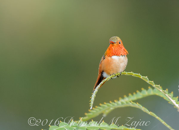 Allen's Hummingbird Male