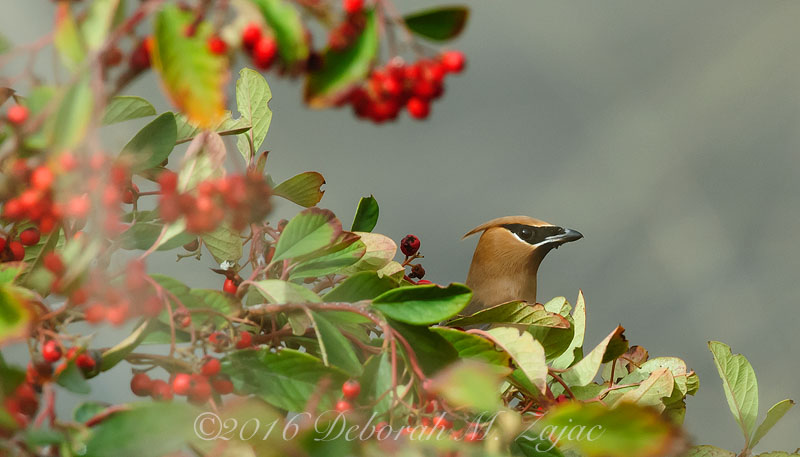 Cedar Waxwing