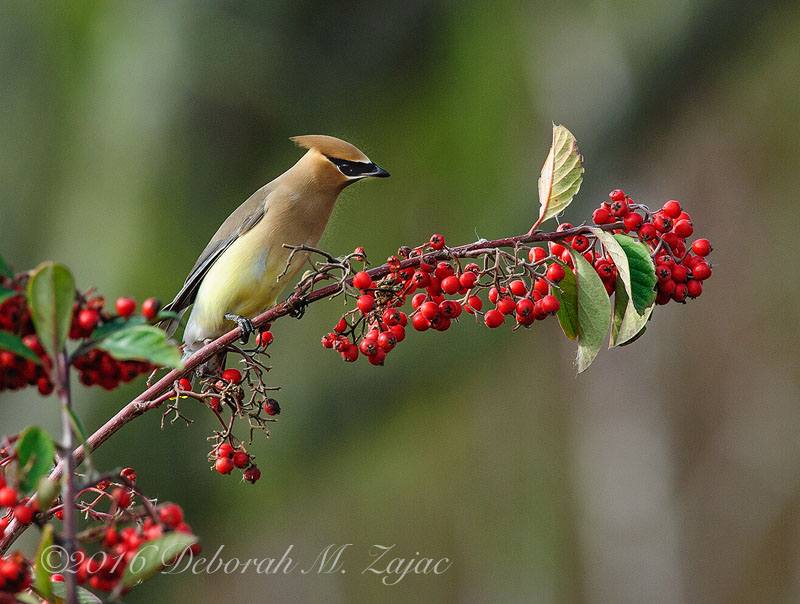 Cdear Waxwing Feast